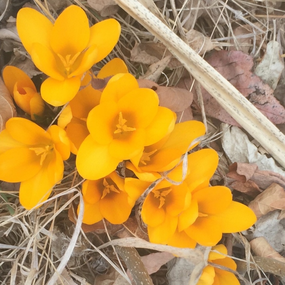 Meet your Posher, Elyse